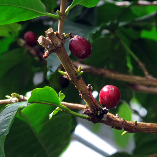 Rameau de caféier avec des cerises de café rouges