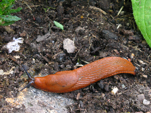 Limace brun orangé rampant sur la terre du jardin