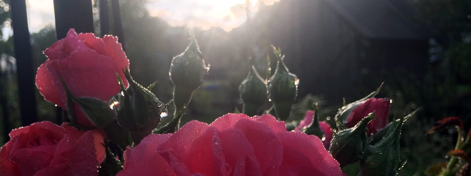 Lumière du soir au jardin