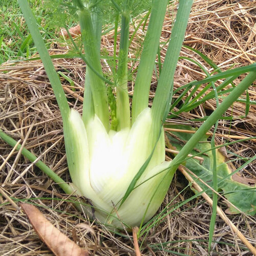 Fenouil bulbeux au bulbe blanc dans un potager paillé