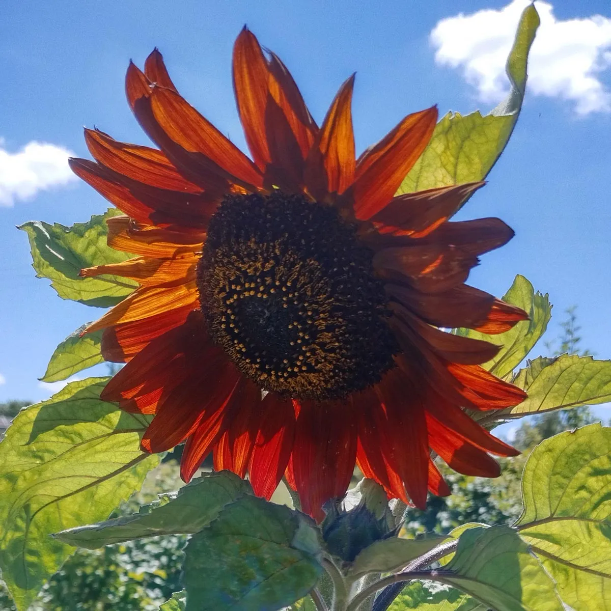 Sonnenblume 'Autumn Beauty' (Helianthus annuus) Samen