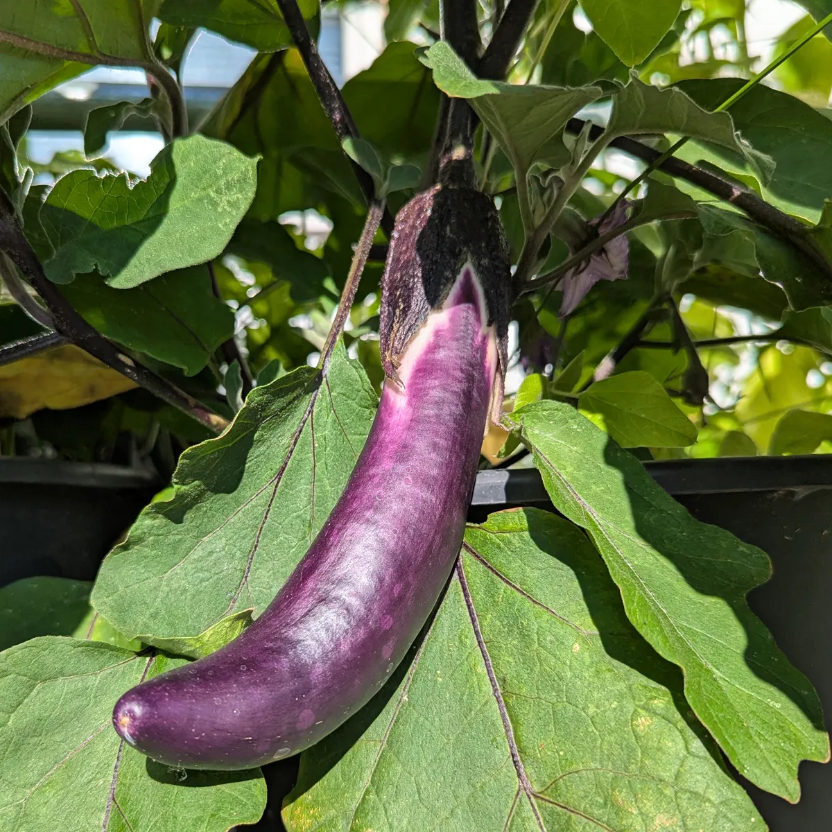 Aubergine 'Tarim' (Solanum melongena) Bio-Saatgut