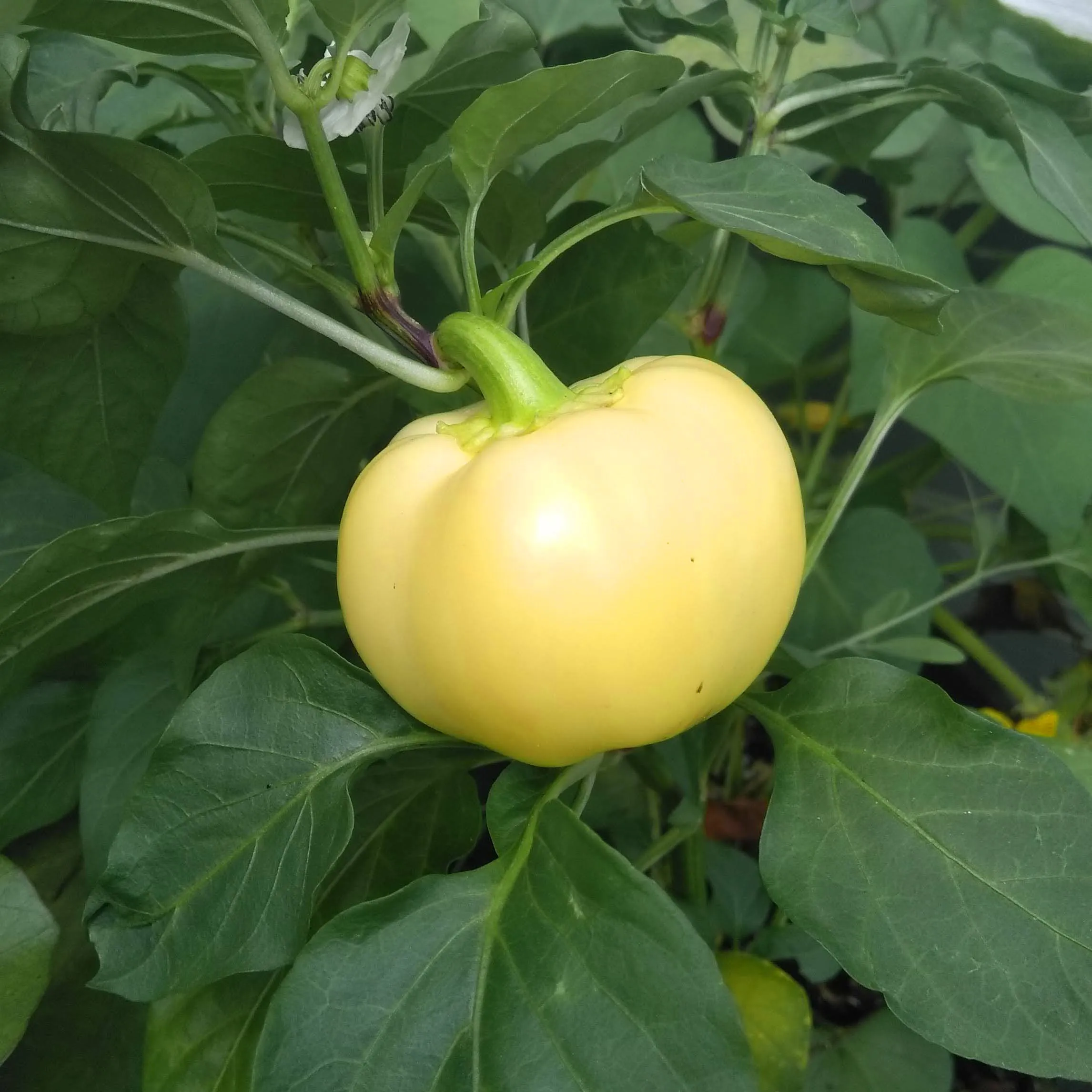 Weißer Chili 'White Fire' (Capsicum annuum) Samen