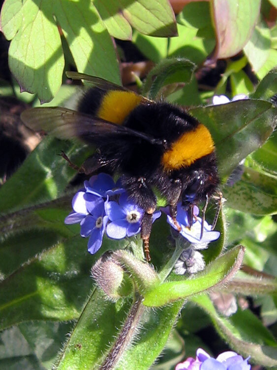 Bourdon butinant de petites fleurs bleues