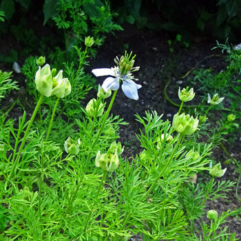 Nigelle cultivée (Nigella sativa) avec fleur blanche, boutons et feuilles finement découpées