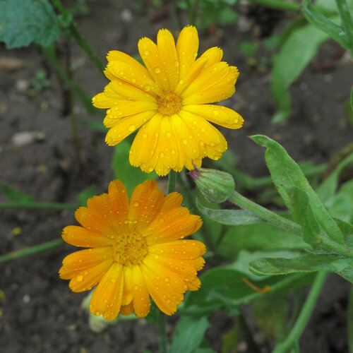 Deux fleurs de souci jaune orangé couvertes de gouttes de pluie