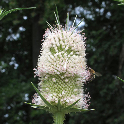 Cardère sauvage (Dipsacus fullonum) bio semences