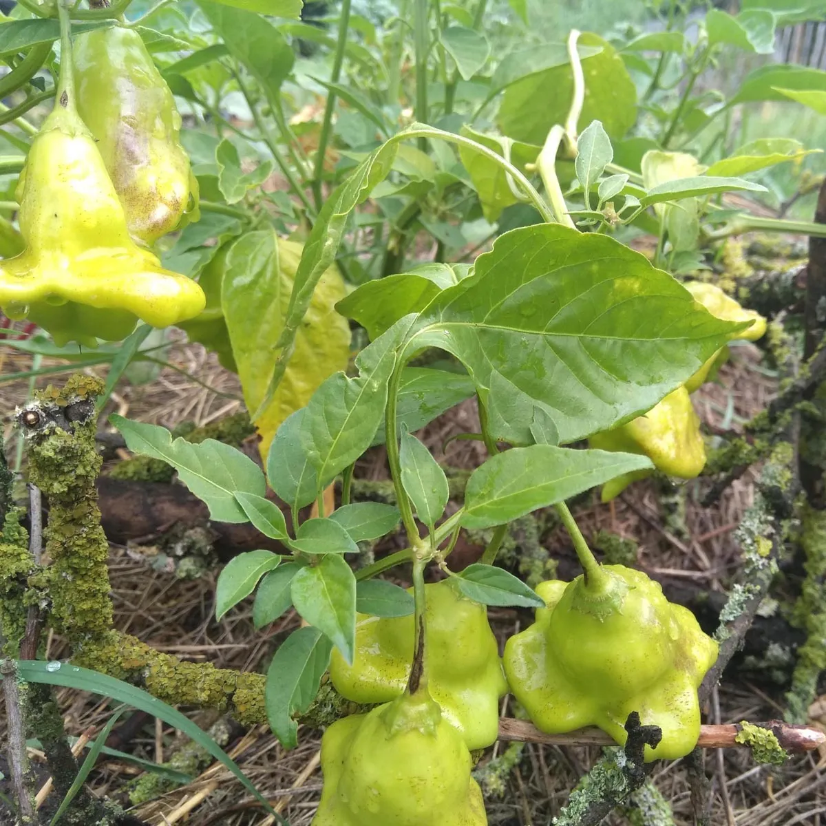 Glockenchili 'Jamaican Bell' (Capsicum baccatum) Samen