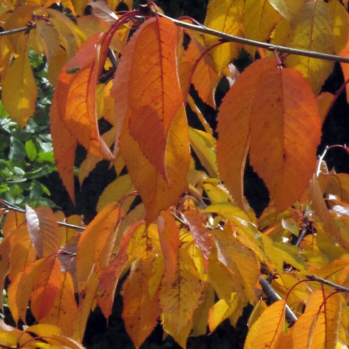 Feuilles de cerisier aux teintes orange et jaunes en automne