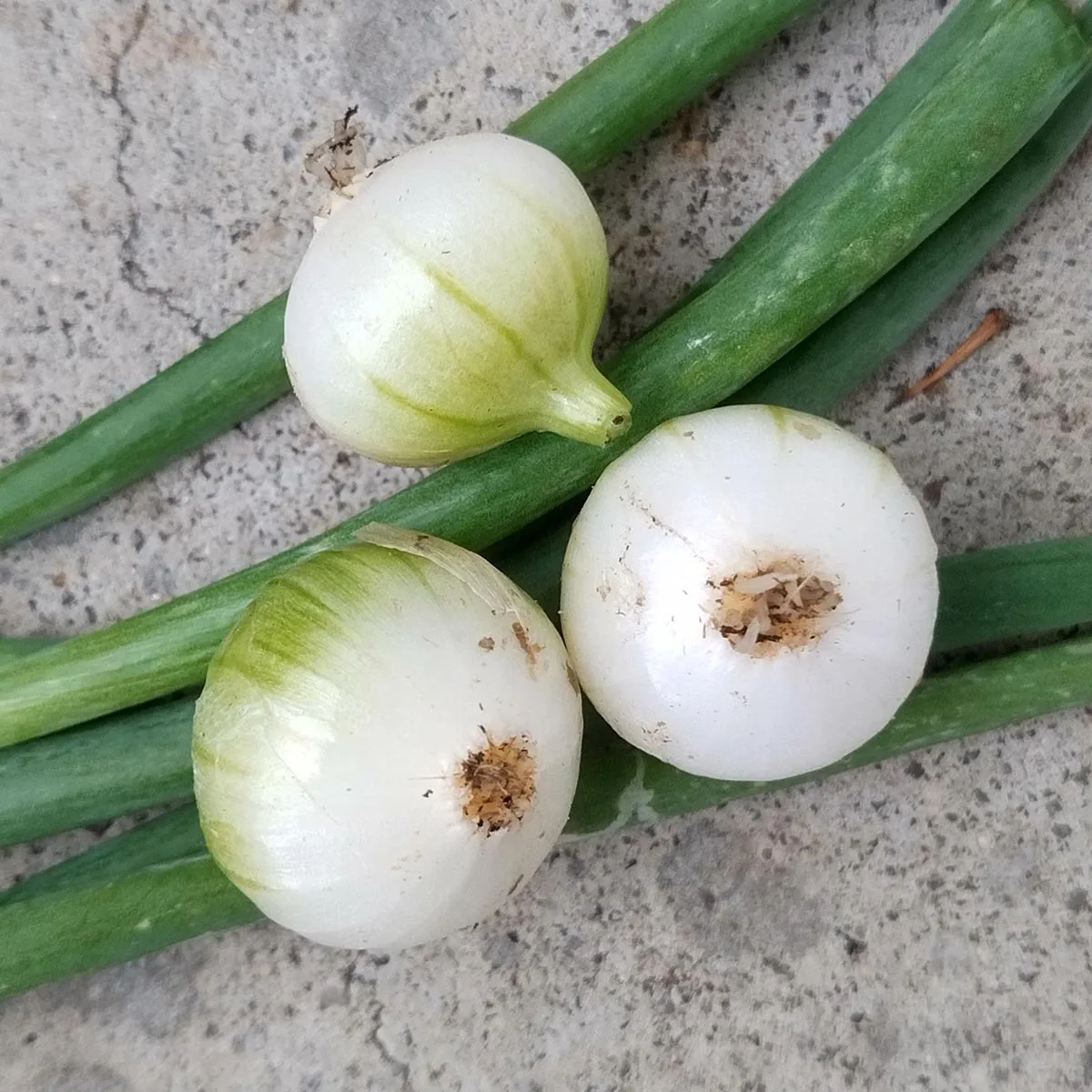 Pariser Silberzwiebel 'Blanc de Paris' (Allium cepa) Samen