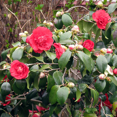 Camélia (Camellia japonica) aux fleurs doubles rouges et boutons