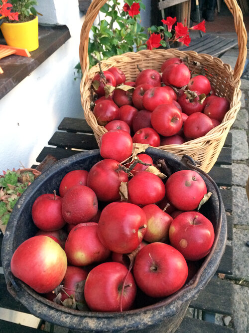 Pommes rouges fraîchement cueillies dans un panier en osier et un seau