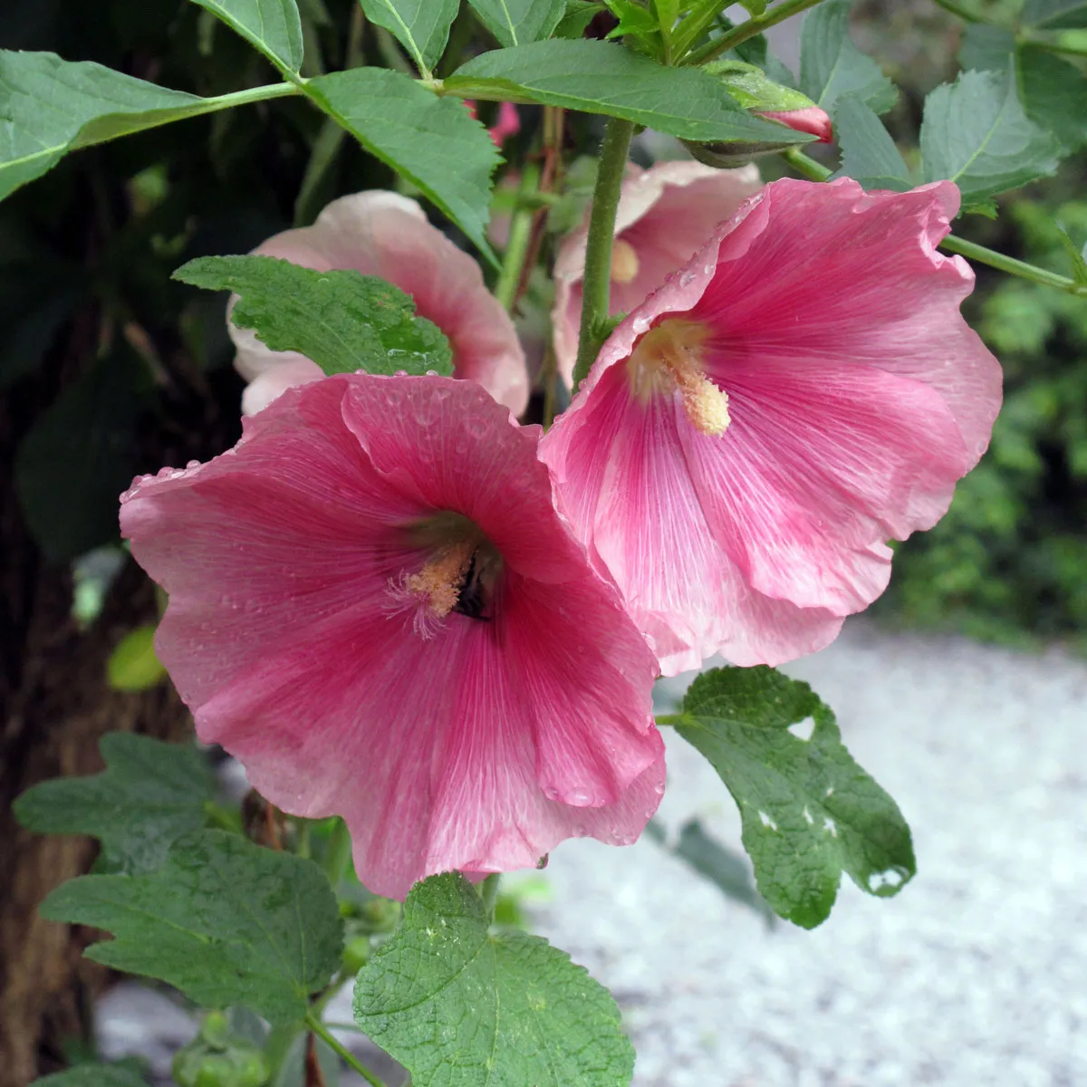 Stockrose-Mischung (Alcea rosea) Samen