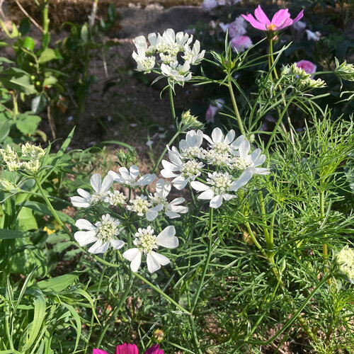 Orlaya à grandes fleurs (Orlaya grandiflora) aux ombelles blanches dans un massif d'été