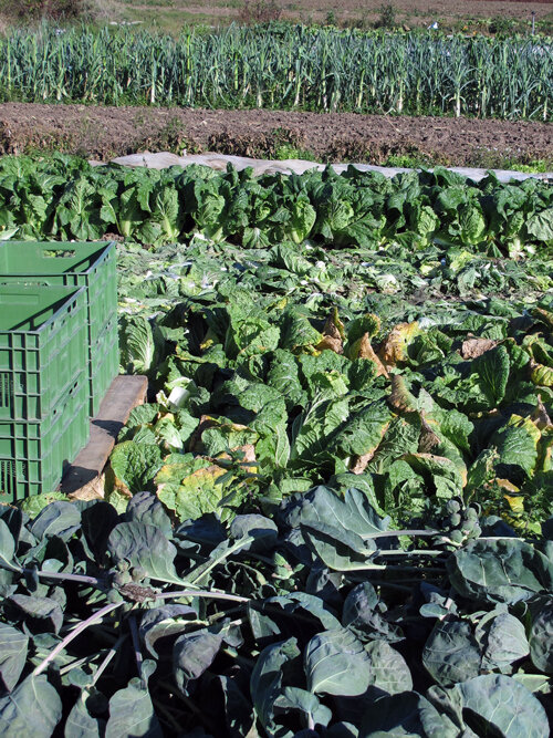 Champ de légumes en automne avec rangs de choux, poireaux derrière et caisses de récolte vertes