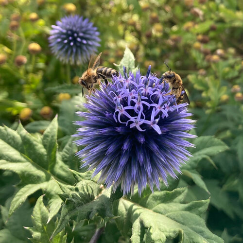 Échinops (Echinops ritro) avec deux abeilles sauvages sur la boule fleurie
