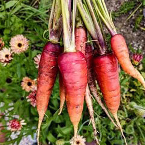 Botte de carottes rouges et orange fraîchement récoltées devant des soucis en fleurs