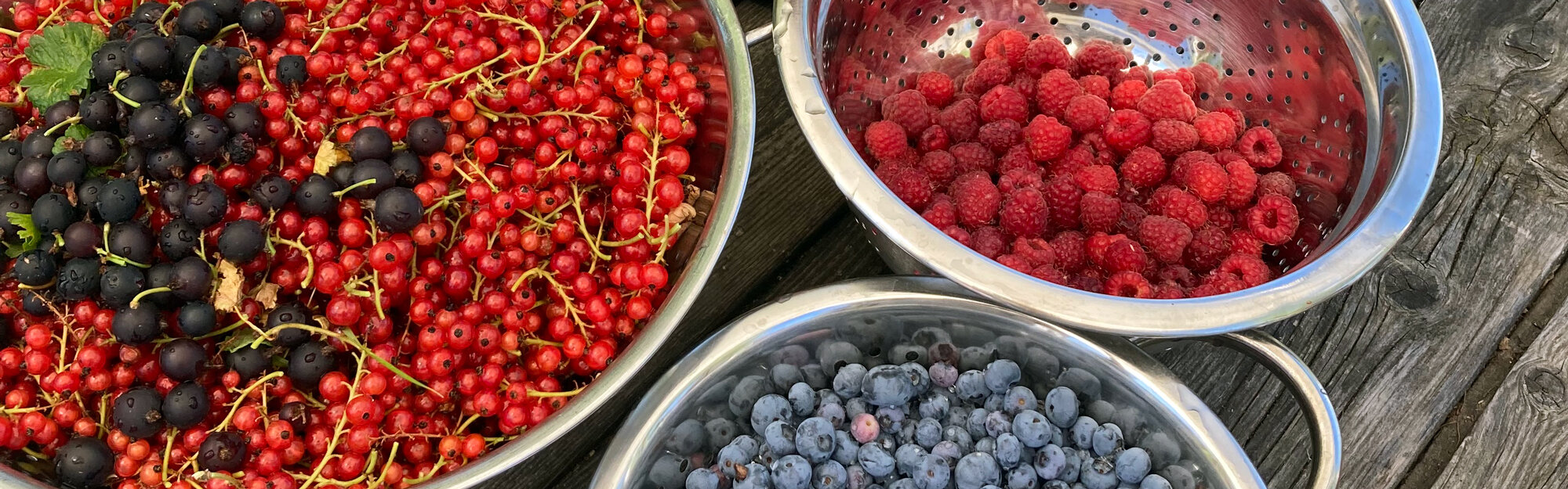 Groseilles, cassis, framboises et myrtilles fraîchement cueillis dans des bols en métal