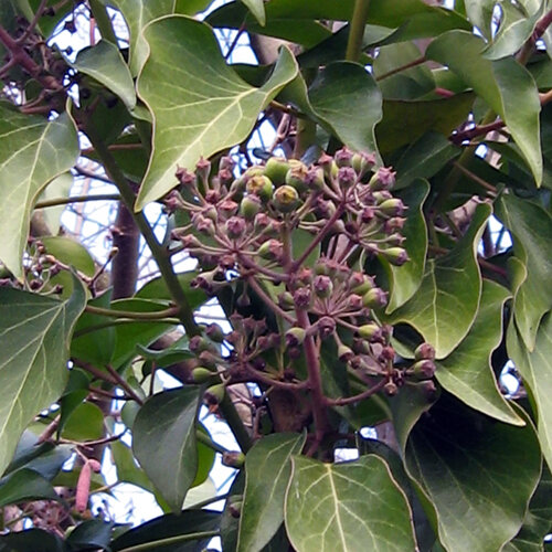 Lierre (Hedera helix) avec ombelles globuleuses de fleurs et de fruits