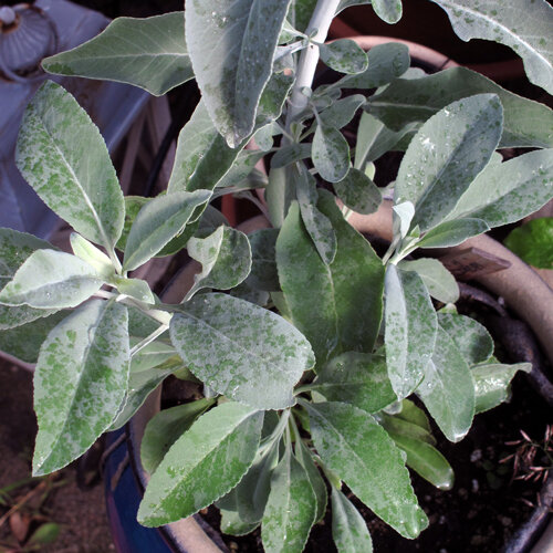Sauge blanche (Salvia apiana) aux feuilles vert argenté en pot