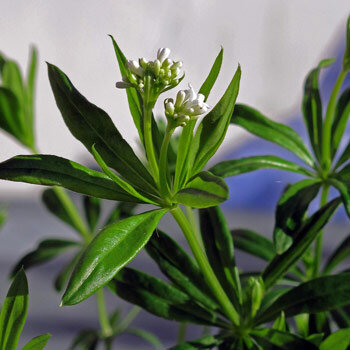 Aspérule odorante (Galium odoratum) aux petites fleurs blanches et feuilles verticillées