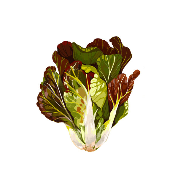 Illustration : laitue romaine aux feuilles vertes et rouge brun