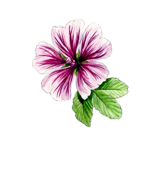 Graines de fleurs