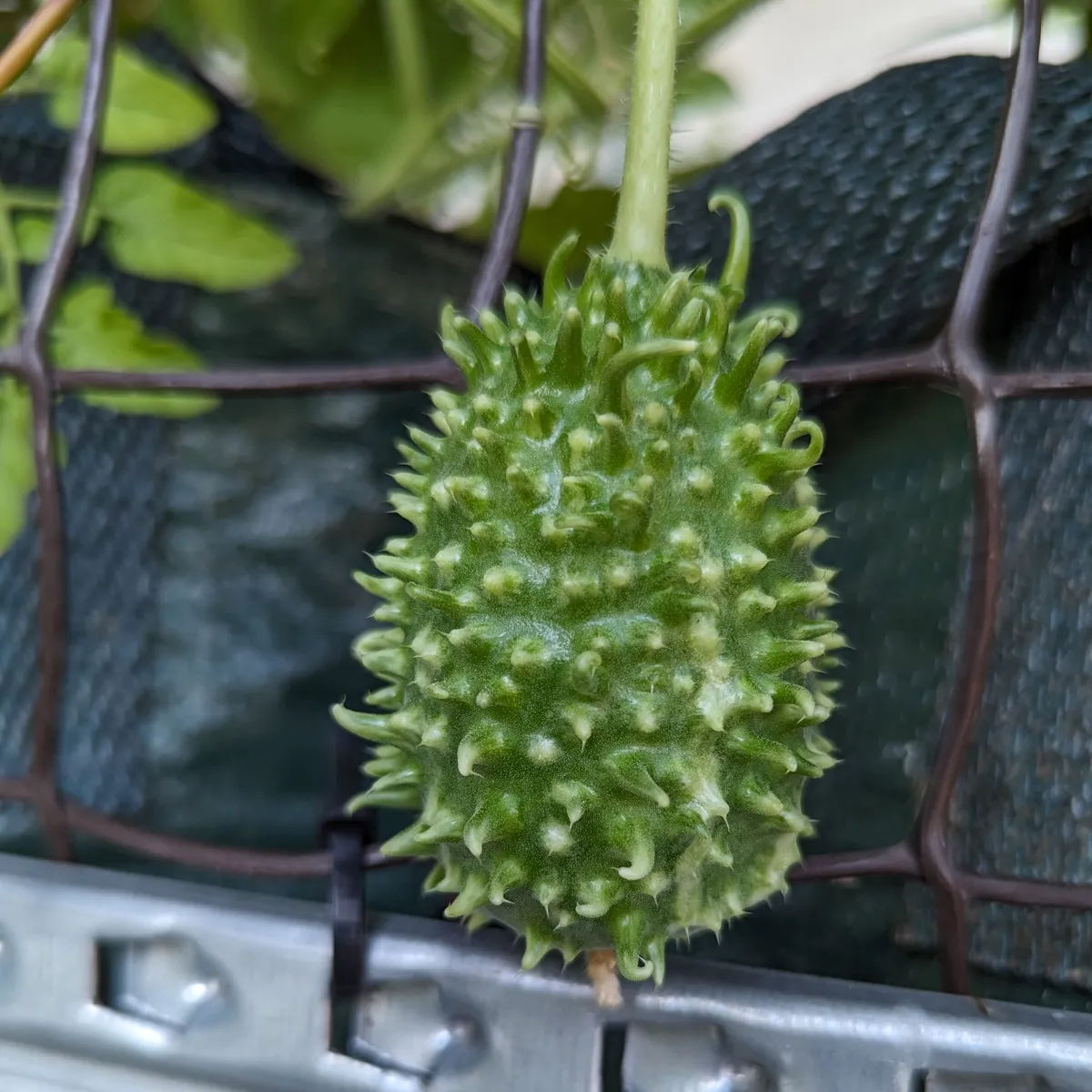 Antillengurke (Cucumis anguria) Samen