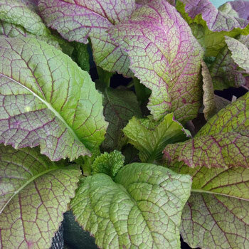Moutarde de Chine rouge 'Red Giant' (Brassica juncea) aux feuilles vertes veinées de violet
