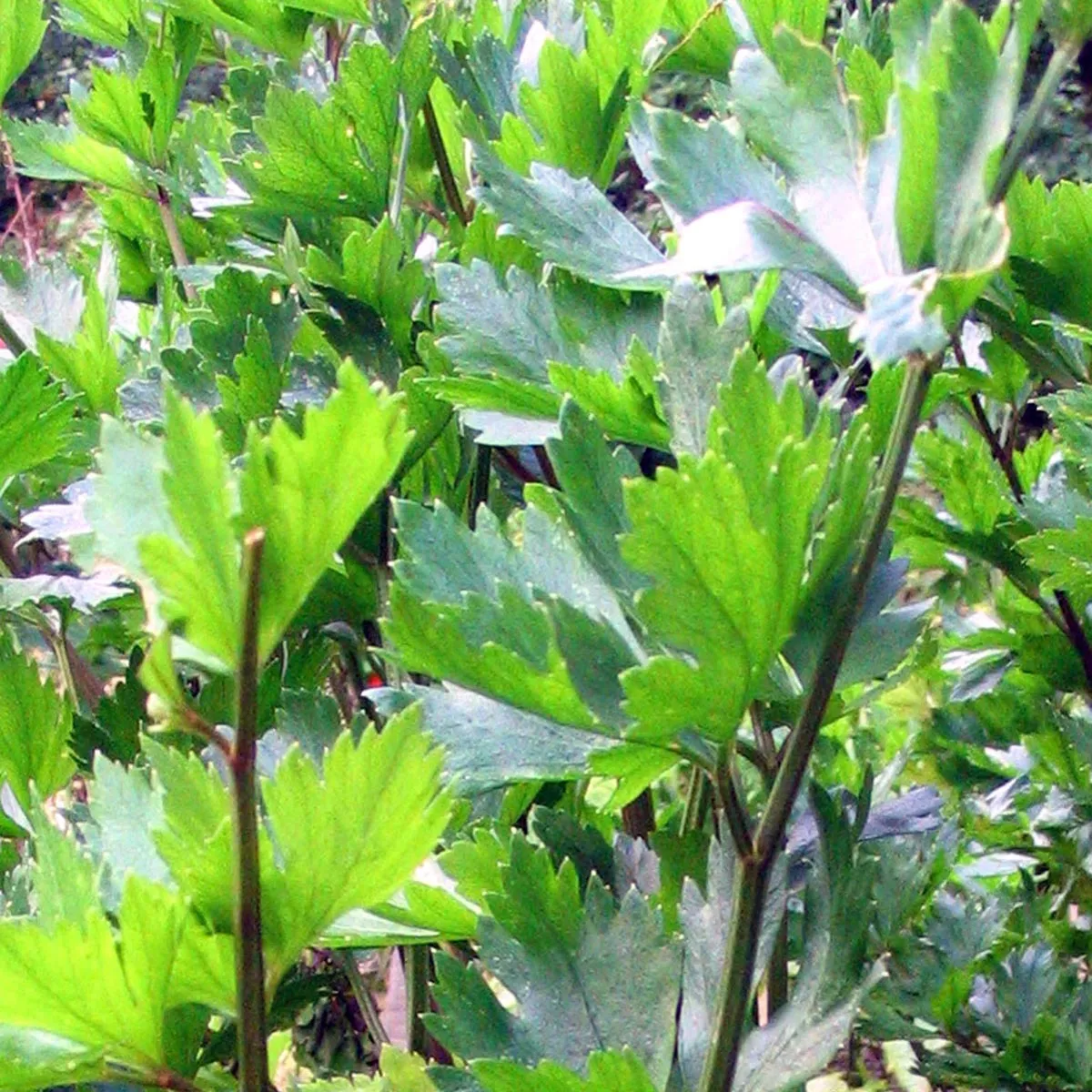 Sellerie 'Riese von Prag' (Apium graveolens) Samen