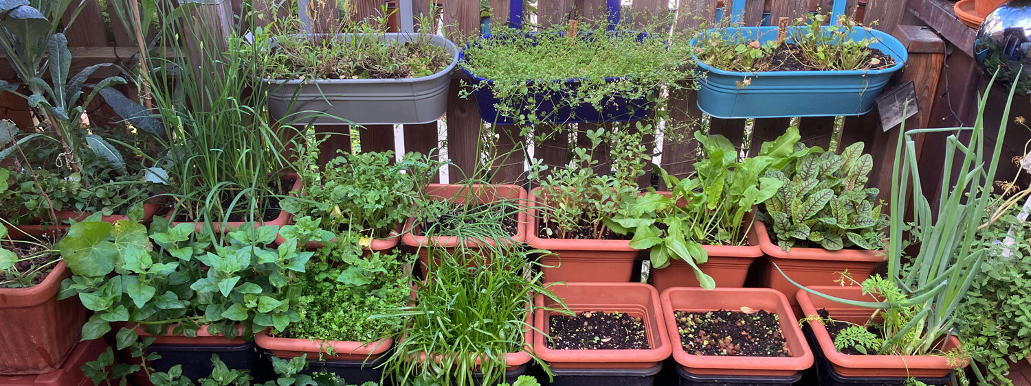 Balcon avec de nombreuses jardinières et pots garnis d'herbes aromatiques et de jeunes plants