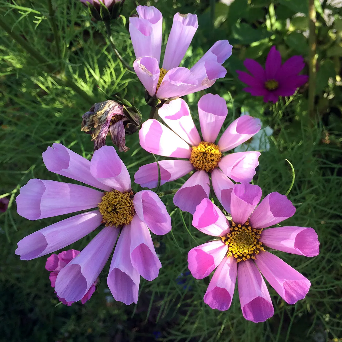 Schmuckkörbchen-Mix 'Sea Shells' (Cosmos bipinnatus) Samen