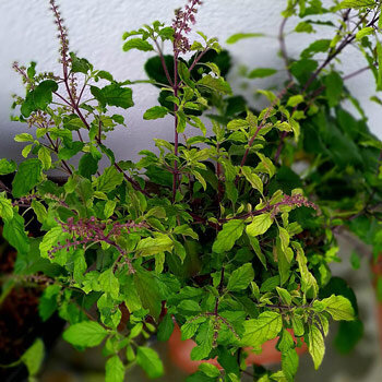 Tulsi, basilic sacré (Ocimum tenuiflorum), avec épis floraux violets