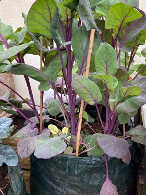 Sac de plantation vert avec légumes à tiges violettes, tuteurés par des bambous