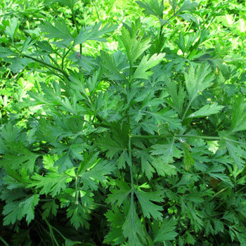 Plant vigoureux de Persil italien (Petroselinum crispum var. neapolitanum)
