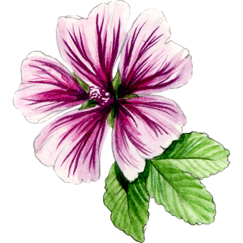Mauves