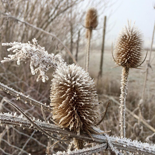 La cardère sauvage en hiver