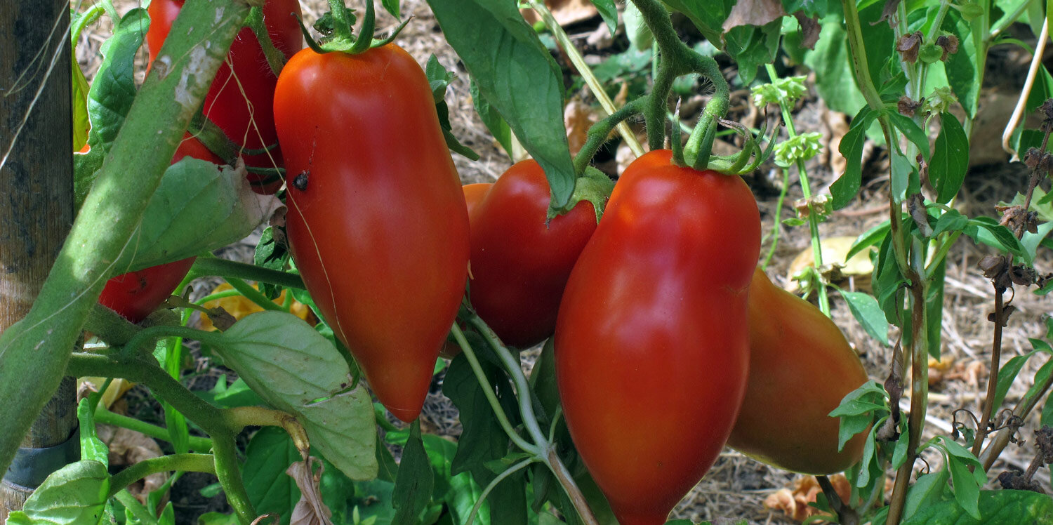 Tomates allongées sur le pied