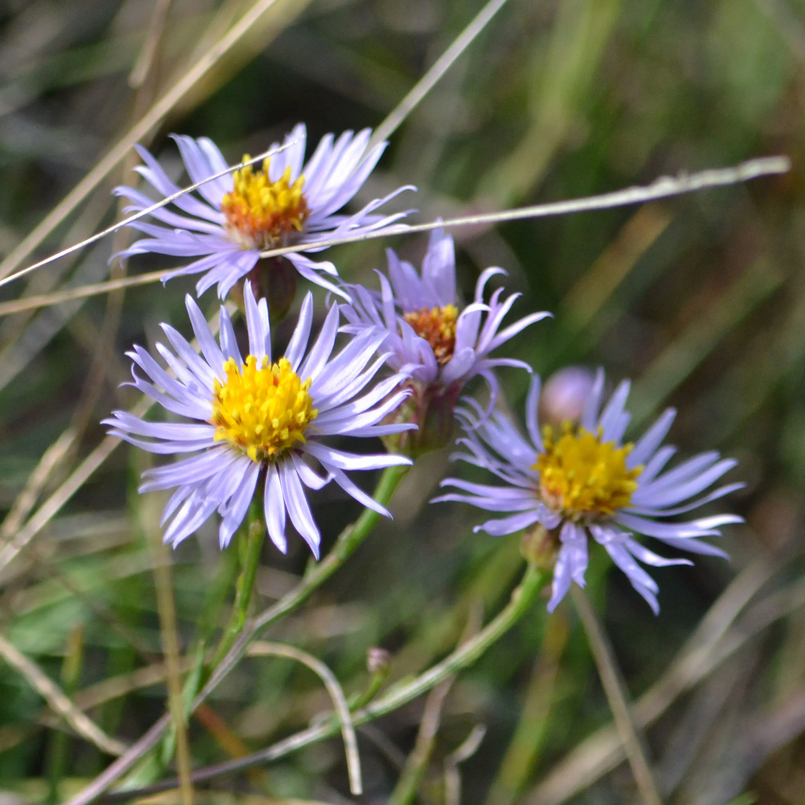Strand-Aster (Tripolium pannonicum) Samen