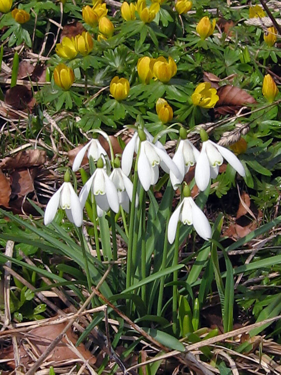Perce-neige en fleurs à la fin de l’hiver, avec des éranthes jaunes derrière