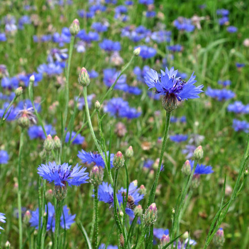Bleuets (Centaurea cyanus) en fleurs dans une prairie