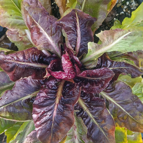 Chicorée rouge aux feuilles pourpres et vertes