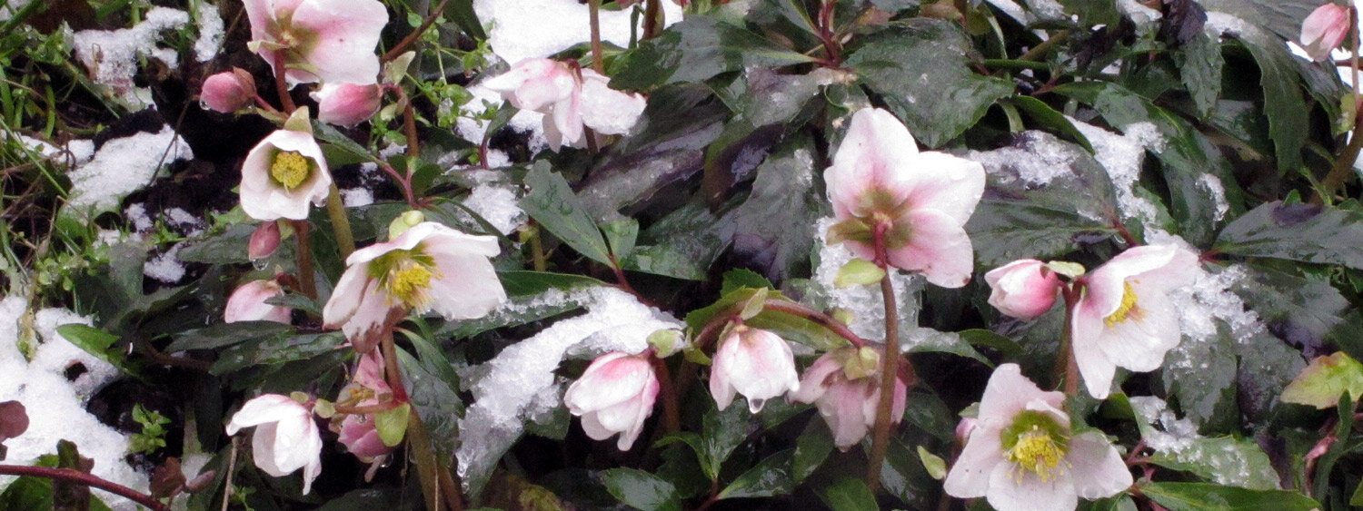 Hellébores (Helleborus) aux fleurs blanc rosé dans la neige