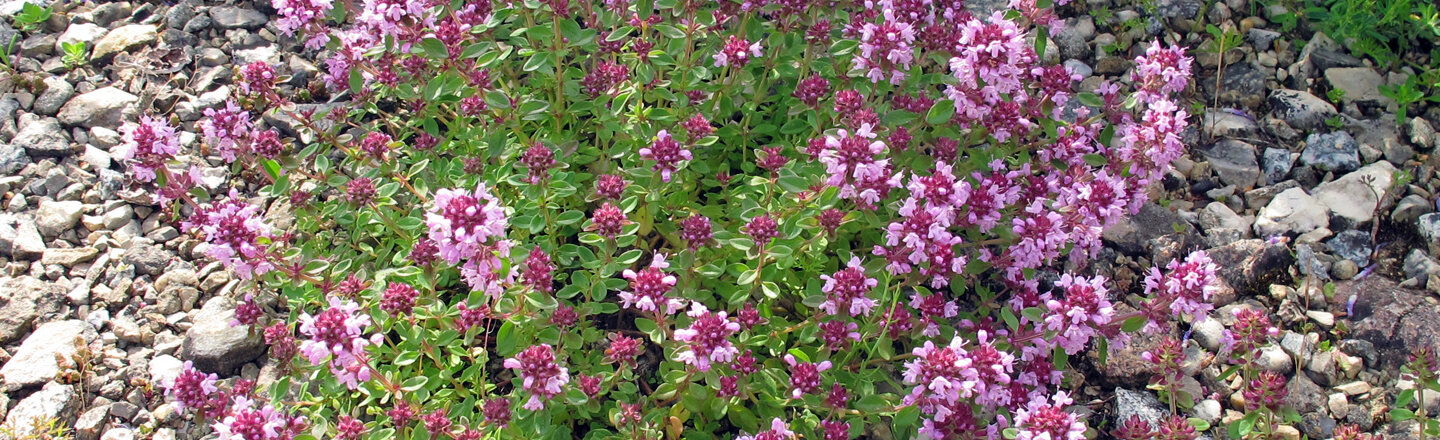 Paillage au gravier : plante en coussin aux fleurs roses sur une couche de gravier