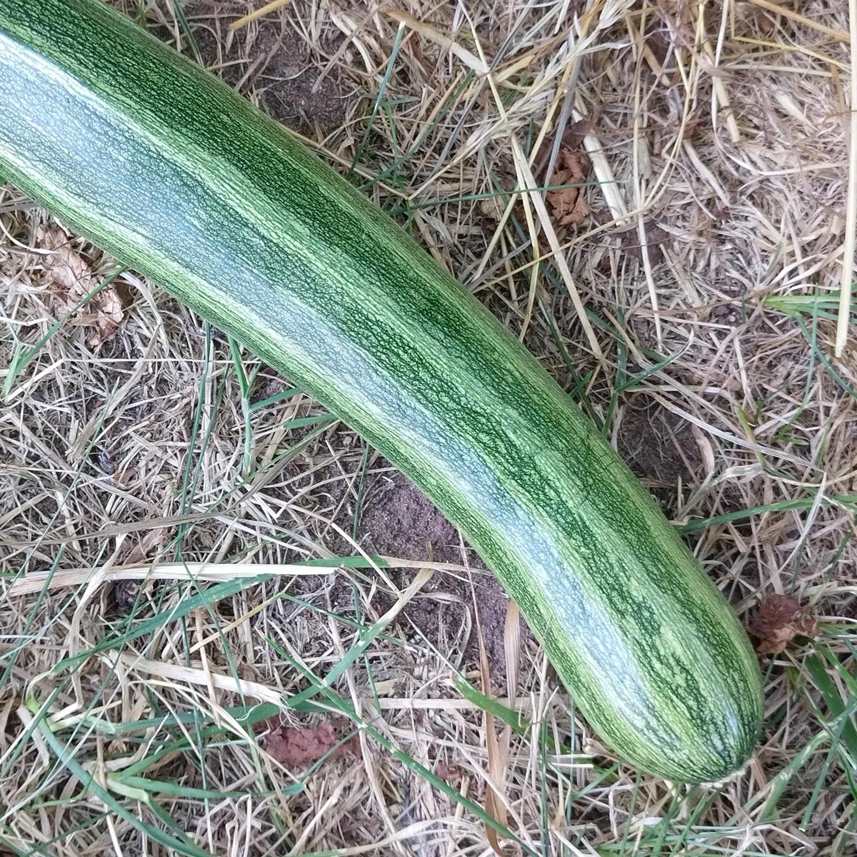 Zucchini 'Cocozelle di Tripolis' (Cucurbita pepo) Bio Saatgut