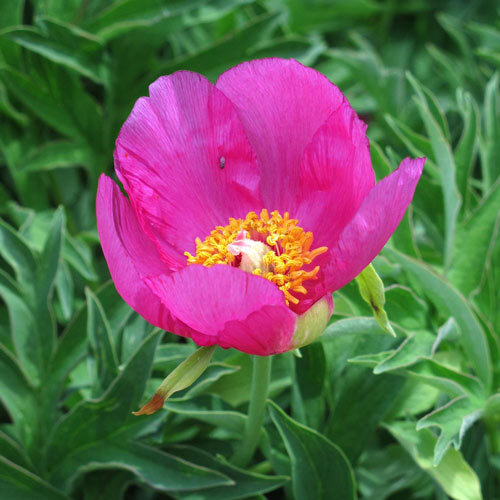 Pivoine officinale (Paeonia officinalis ssp. banatica) à fleur simple rose vif