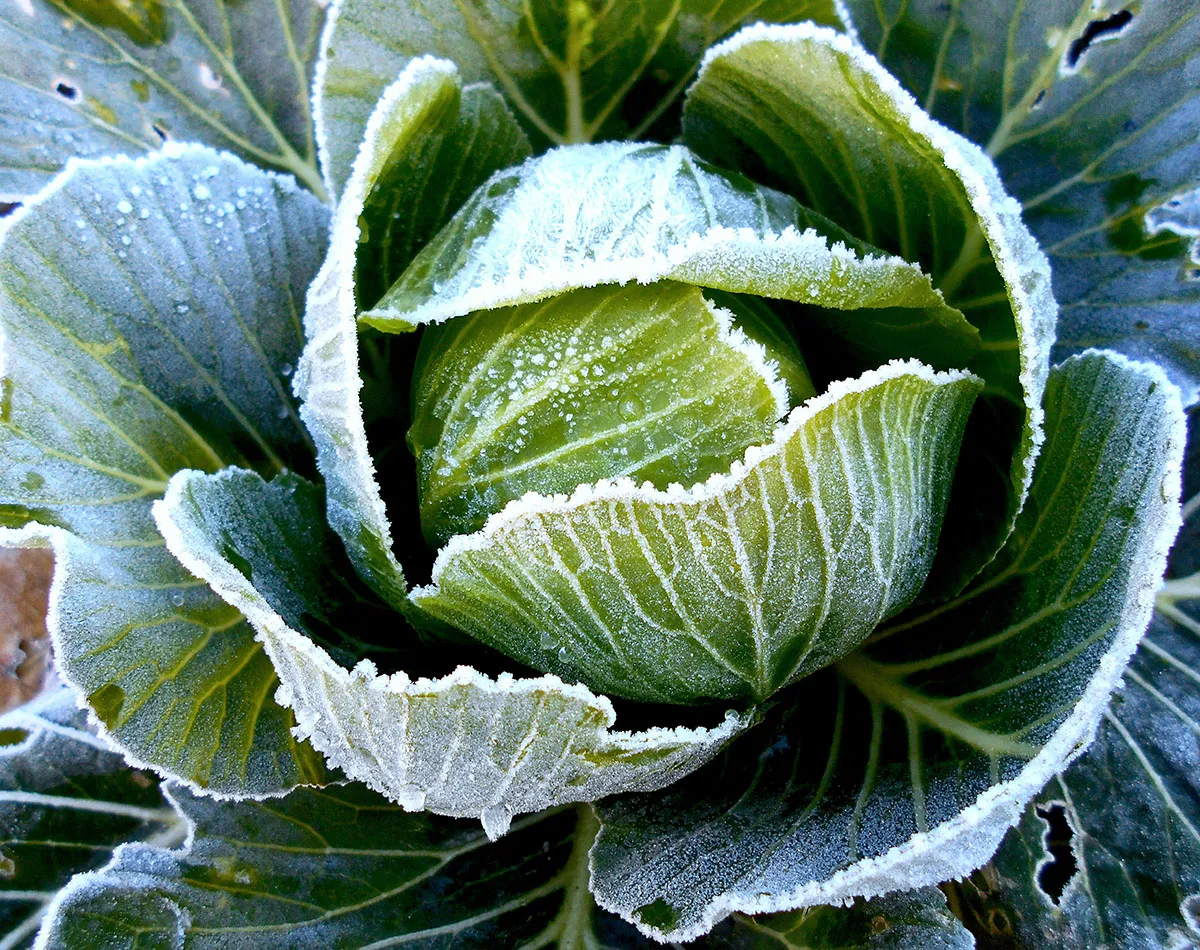 Légumes d'hiver