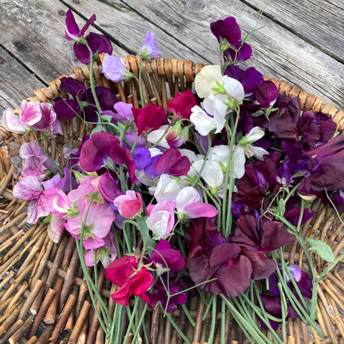 Pois de senteur fraîchement coupés, blancs, roses et violets, sur un panier en osier