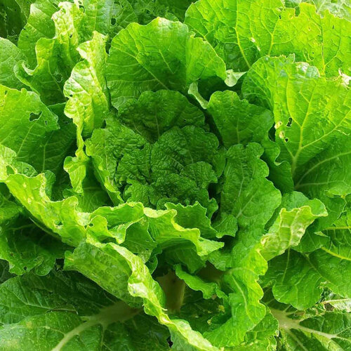 Chou chinois 'Wong Bok' aux feuilles vert clair en couches lâches