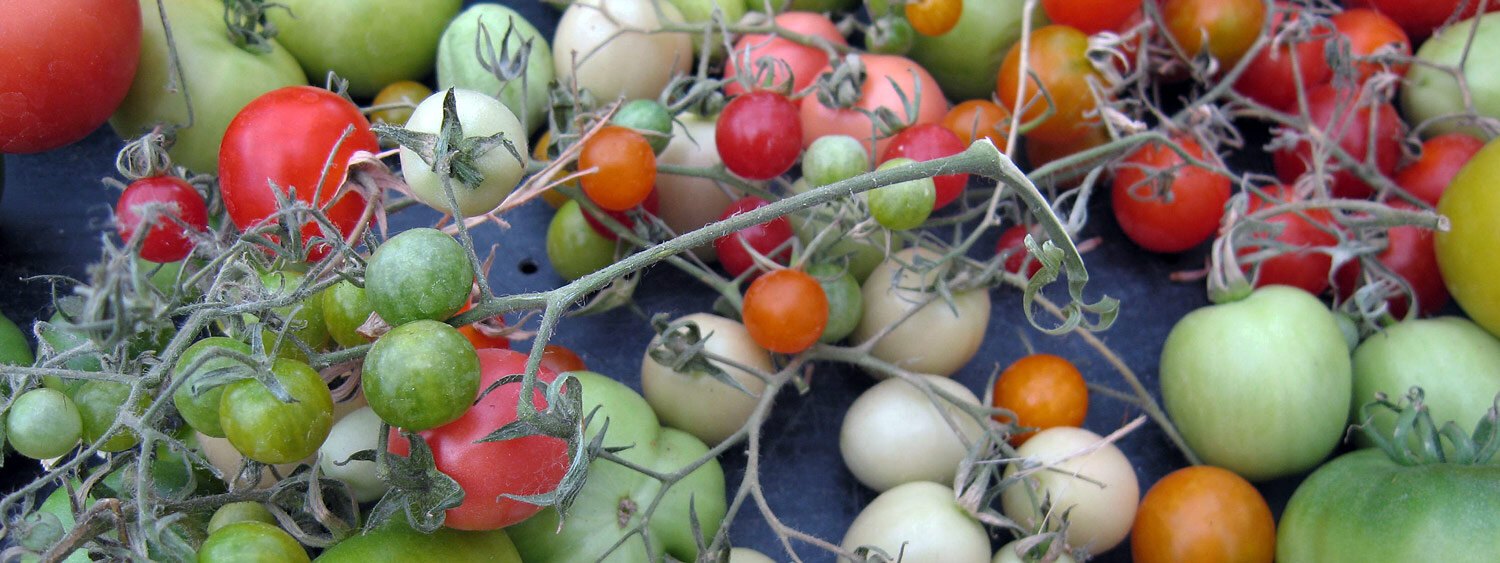 Tomates en cours de maturation